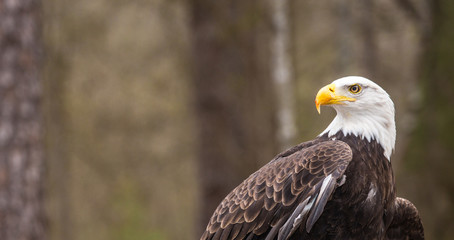 Fototapeta premium Majestic Bald Eagle