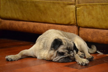 old dog pug