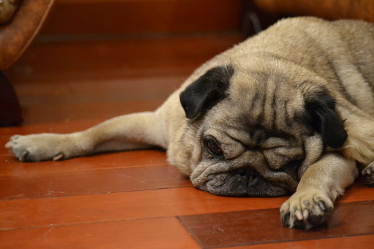 old dog pug