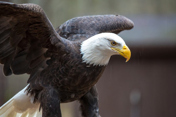 Majestic Bald Eagle