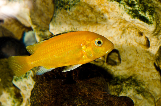 Ciclide