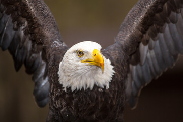Majestic Bald Eagle
