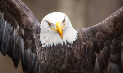 Majestic Bald Eagle