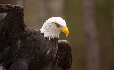 Majestic Bald Eagle