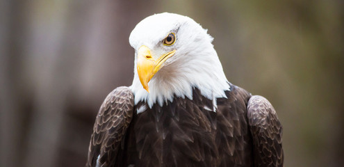 Majestic Bald Eagle