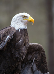 Majestic Bald Eagle