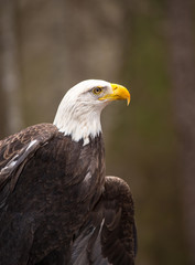 Majestic Bald Eagle