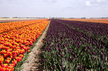 Agriculture in Holland