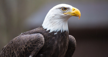Majestic Bald Eagle