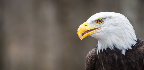 Majestic Bald Eagle