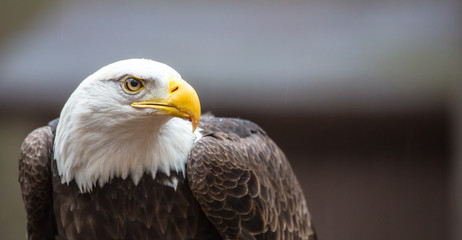 Majestic Bald Eagle
