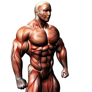 Muscular Pose 1 With Clipping Path