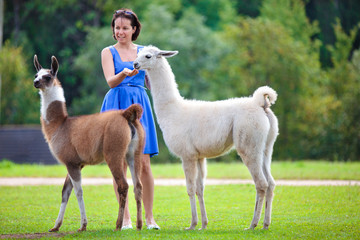 Young attractive woman feeding two lamas