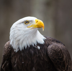 Fototapeta premium Majestic Bald Eagle