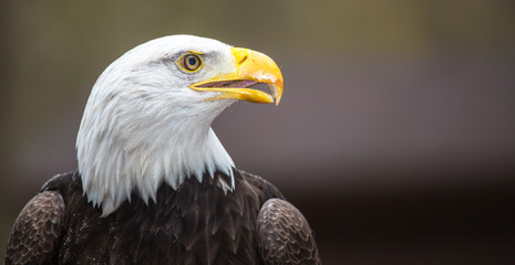 Fototapeta premium Majestic Bald Eagle