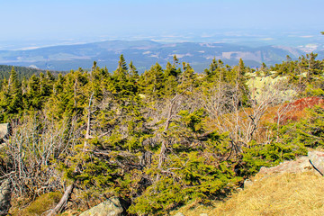 Trees on the top of mountain Brocken