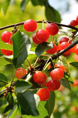 Bright red cherries on the branch