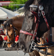 Obraz premium two Horses
