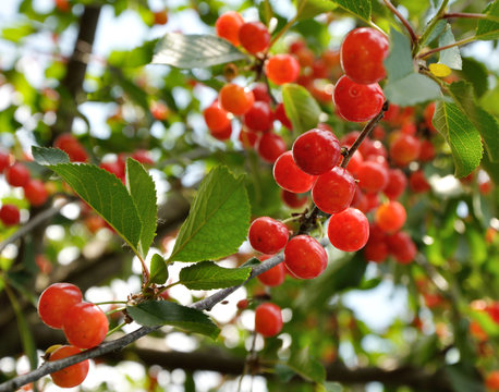 Bright red cherries on the branch