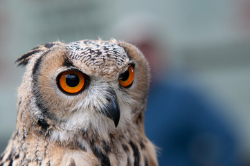 Head of an Eagle-owl with yellow eyes