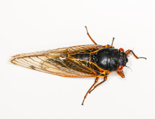 Macro image of cicada from brood II - obrazy, fototapety, plakaty