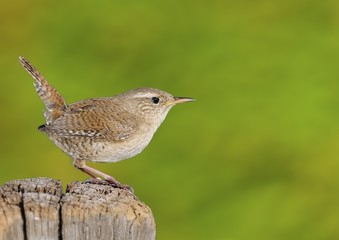 Winter wren on green background