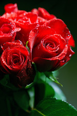 Beauty Red Roses