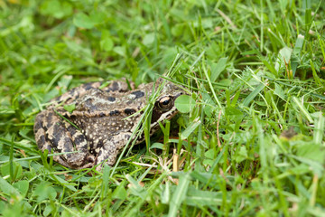 Frog hiding in grass