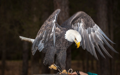 Majestic Bald Eagle
