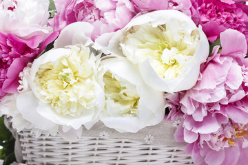 Lush peonies in white basket