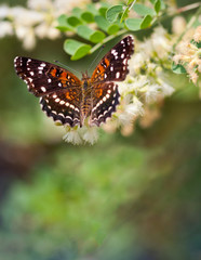Naklejka premium Texas Crescent Butterfly