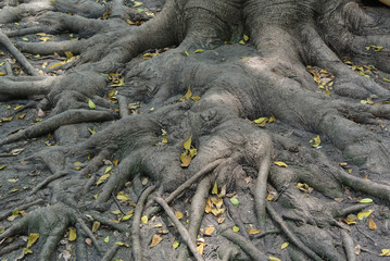 The roots of the tree
