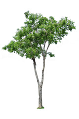 Fototapeta premium Tree isolated