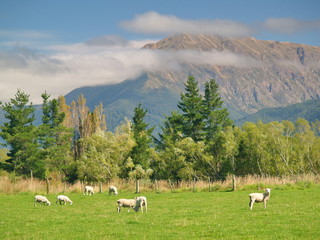 Sheep in New Zealand