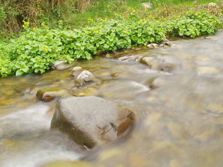 Unnamed little stream in New Zealand