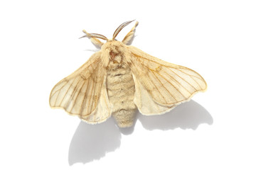 Butterfly of Silk moth