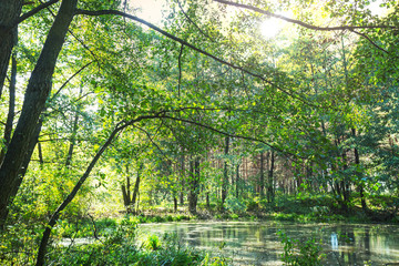 Obraz premium Forest