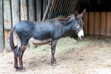 Foto auf Acrylglas Esel funny little donkey in the zoo