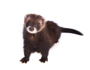 Ferret kit