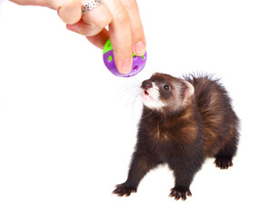 Ferret kit in and toy