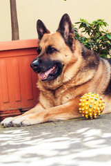 German Shepherd with her ball