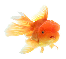 Fototapeta premium closeup of a goldfish isolated
