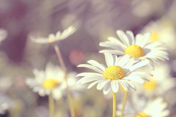 daisy flowering pastel colors