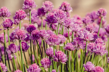 Fototapeta premium Chive herb flowers on beautiful bokeh background