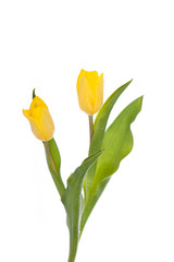 tulips isolated on white background. colors