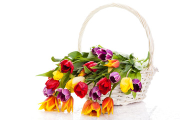 Fototapeta na wymiar tulips in basket isolated on white background. colors
