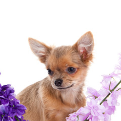 chihuahua and flowers isolated on white background