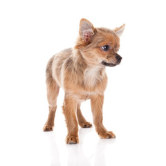 chihuahua isolated on white background