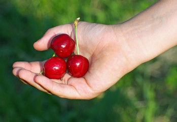 many red cherry  in a hand of child hand in summer