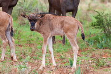 Blue Wildebeest Calf